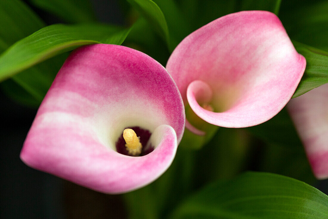 Zantedeschia Garnet Glow