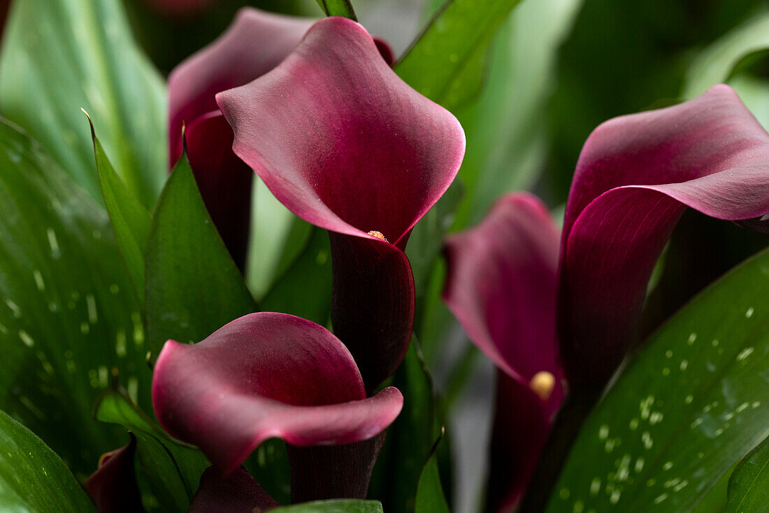 Zantedeschia 'Macau'