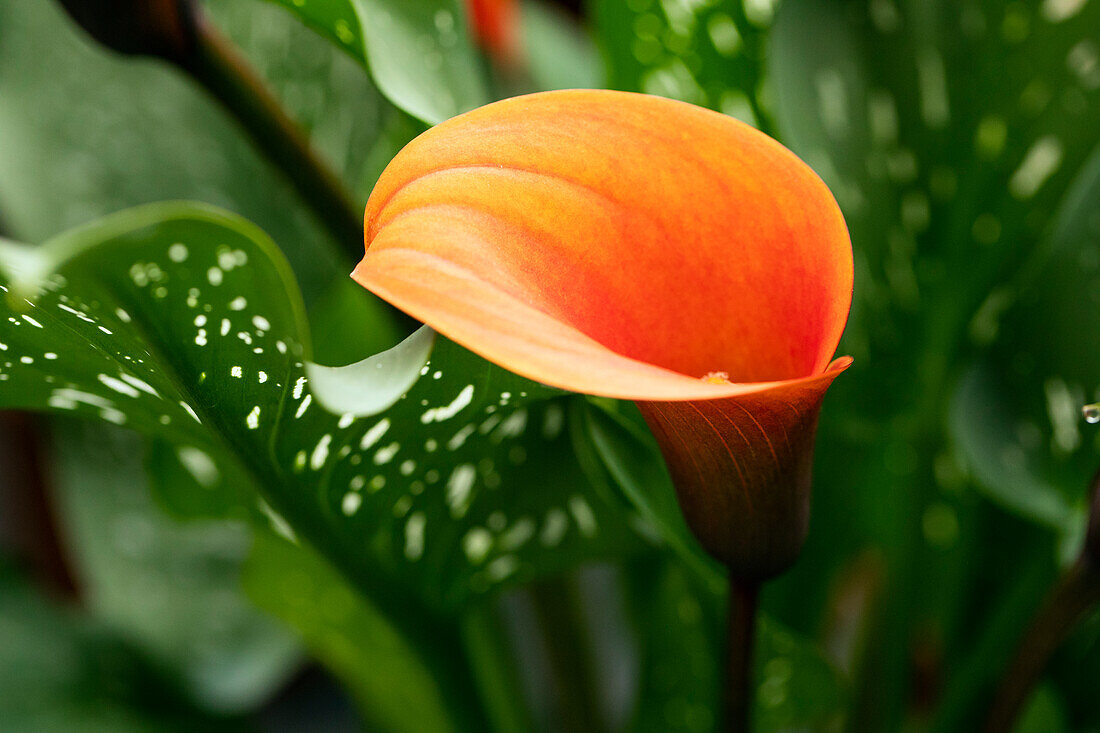 Zantedeschia Orange Alert