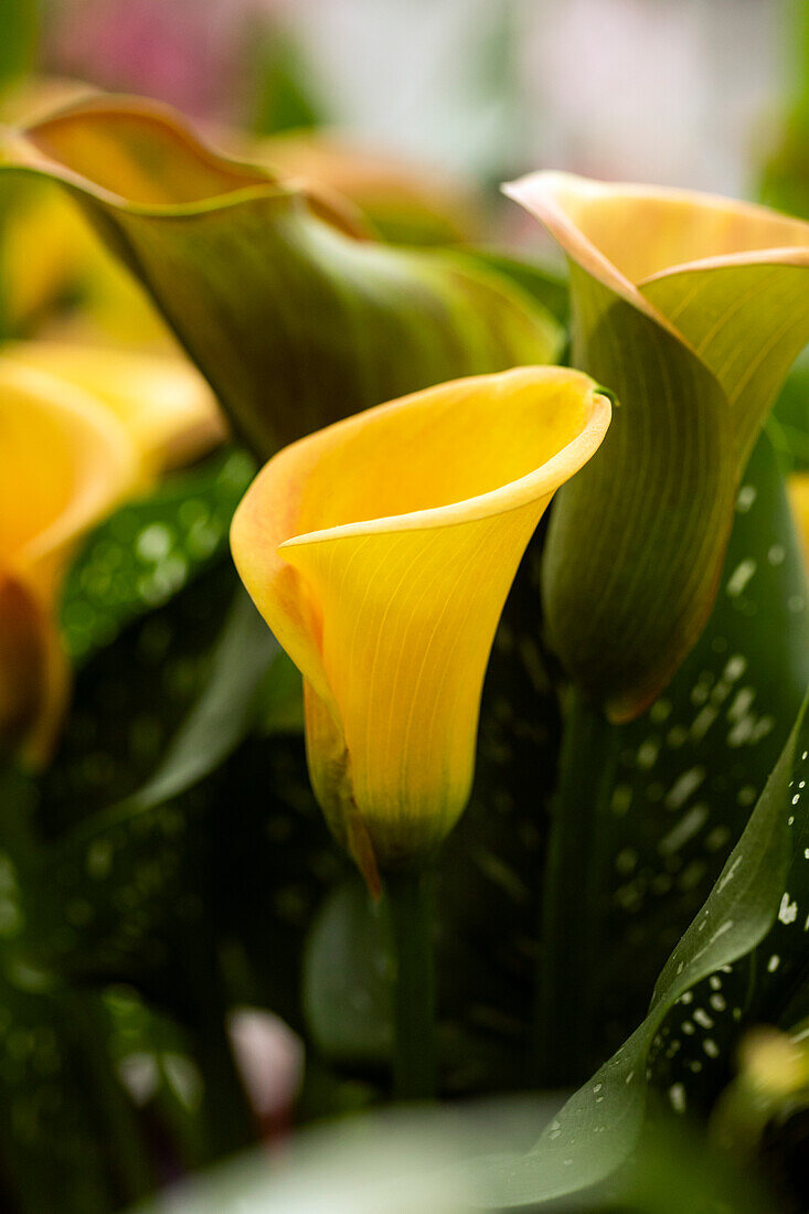 Zantedeschia 'Beatrix'