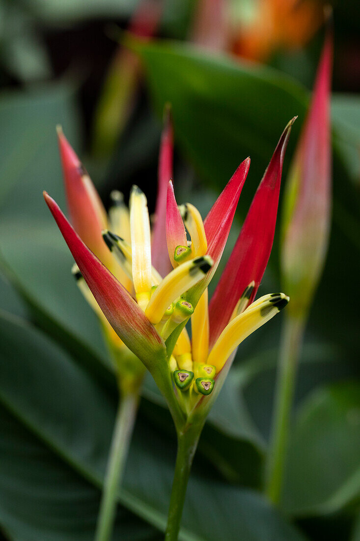 Heliconia psittacorum Ruby Parrot