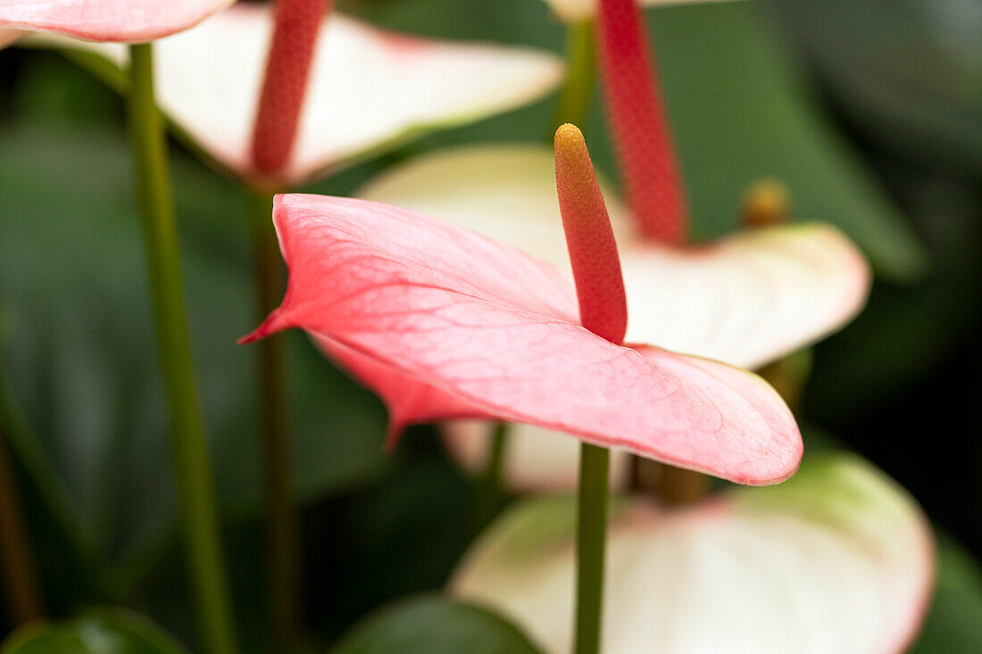 Anthurium x andreanum Princess Amalia Elegance