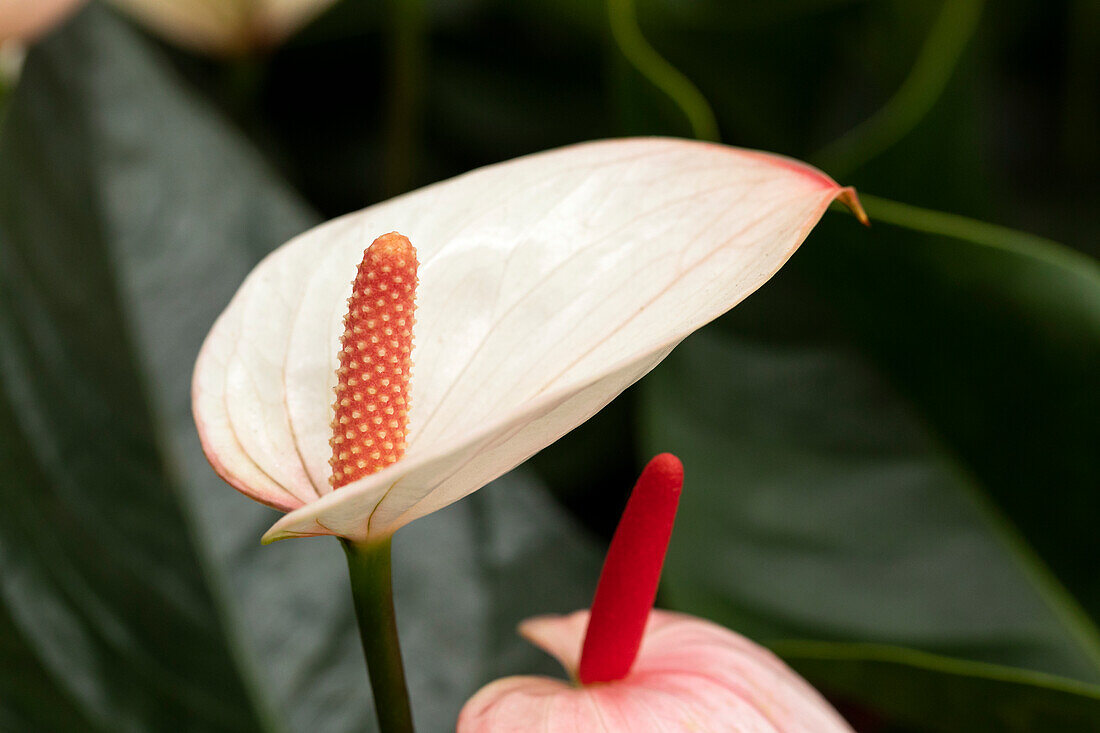 Anthurium x andreanum 'Princess Amalia Sweetlips'