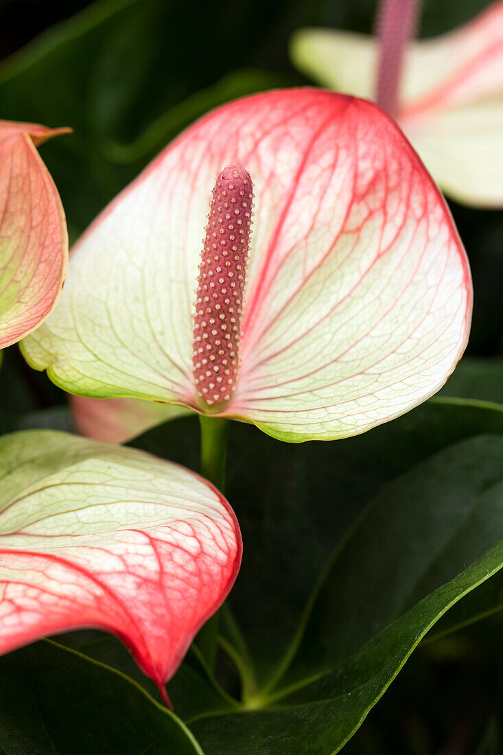 Anthurium x andreanum 'Beauty Queen'®