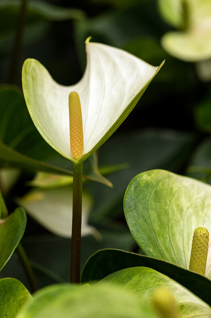 Anthurium x andreanum 'Whispering Love'