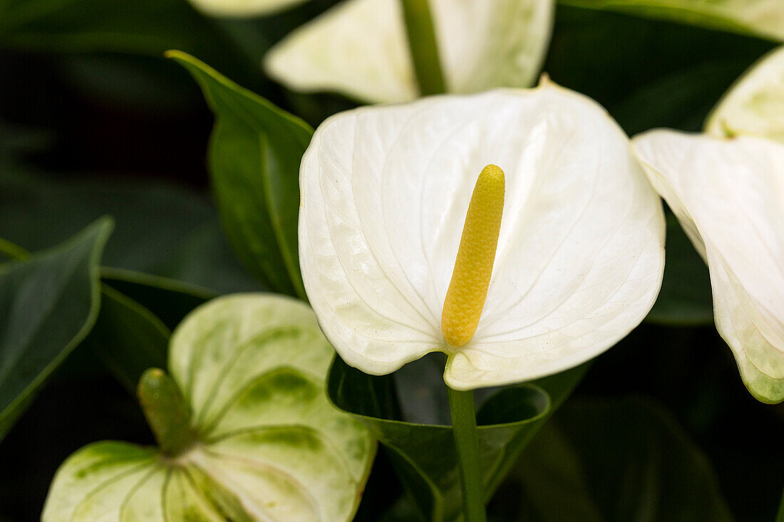 Anthurium x andreanum 'Success White'