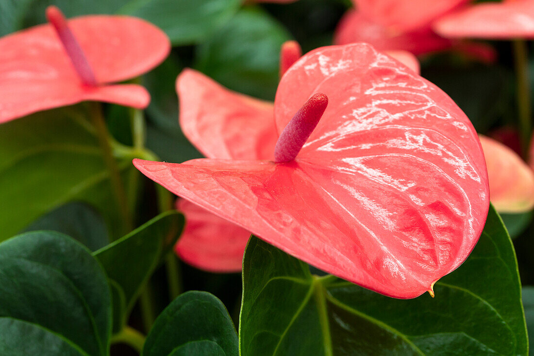 Anthurium x andreanum 'Pink King'