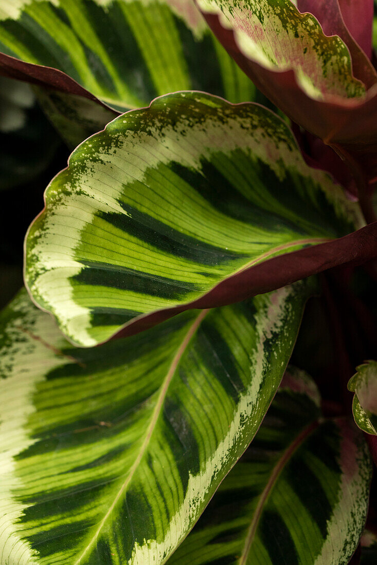 Calathea 'Angela'