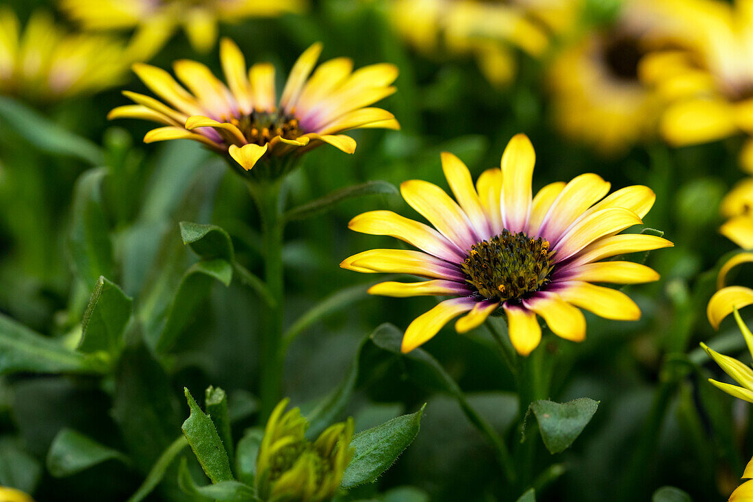 Osteospermum 'Margarita Sunset'