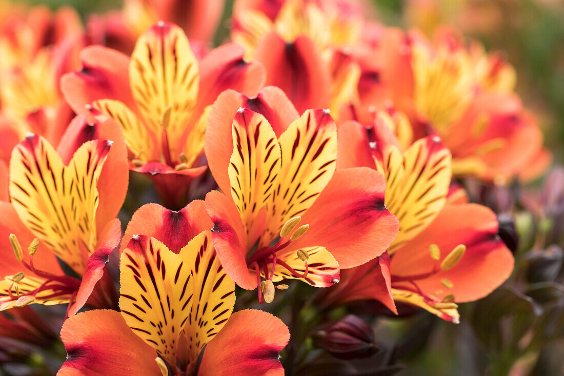 Alstroemeria Summer Paradise 'Indian Summer'