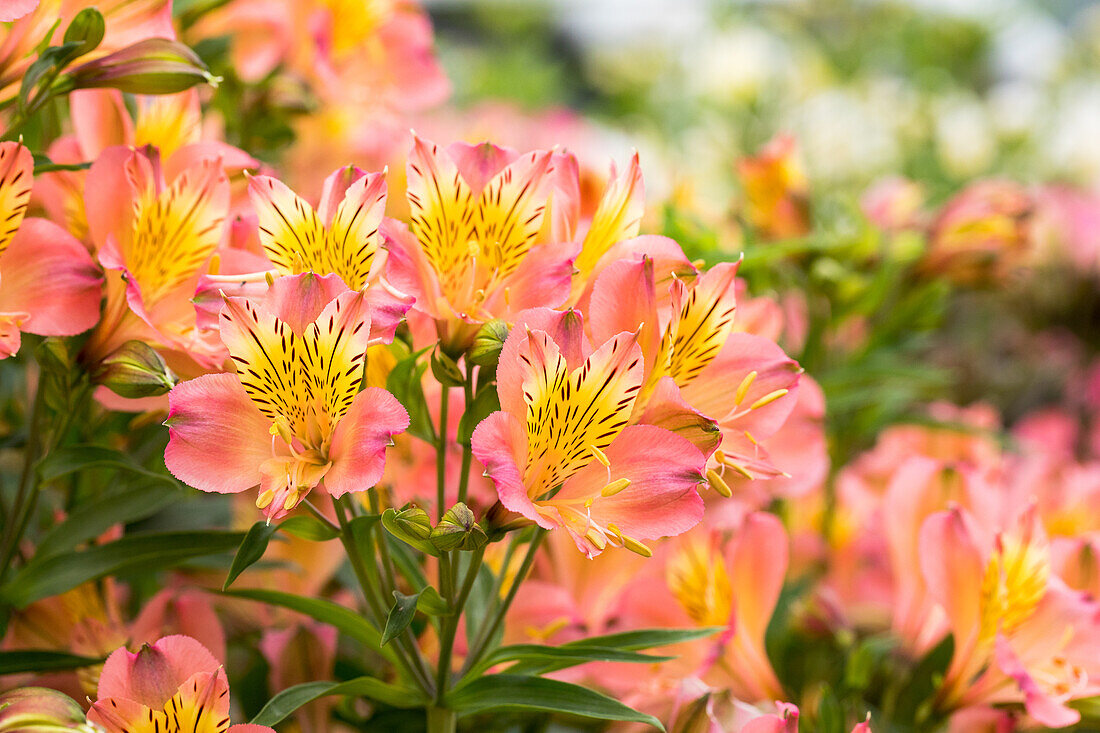 Alstroemeria Summer Paradise 'Summer Relieve'