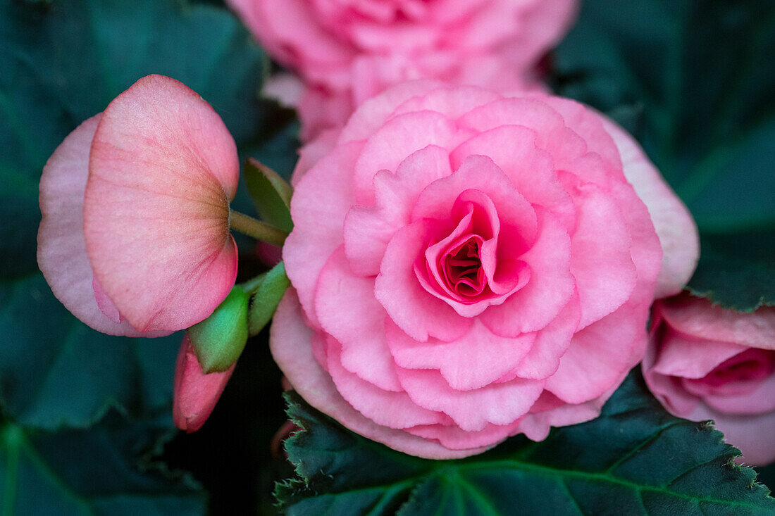 Begonia elatior pink