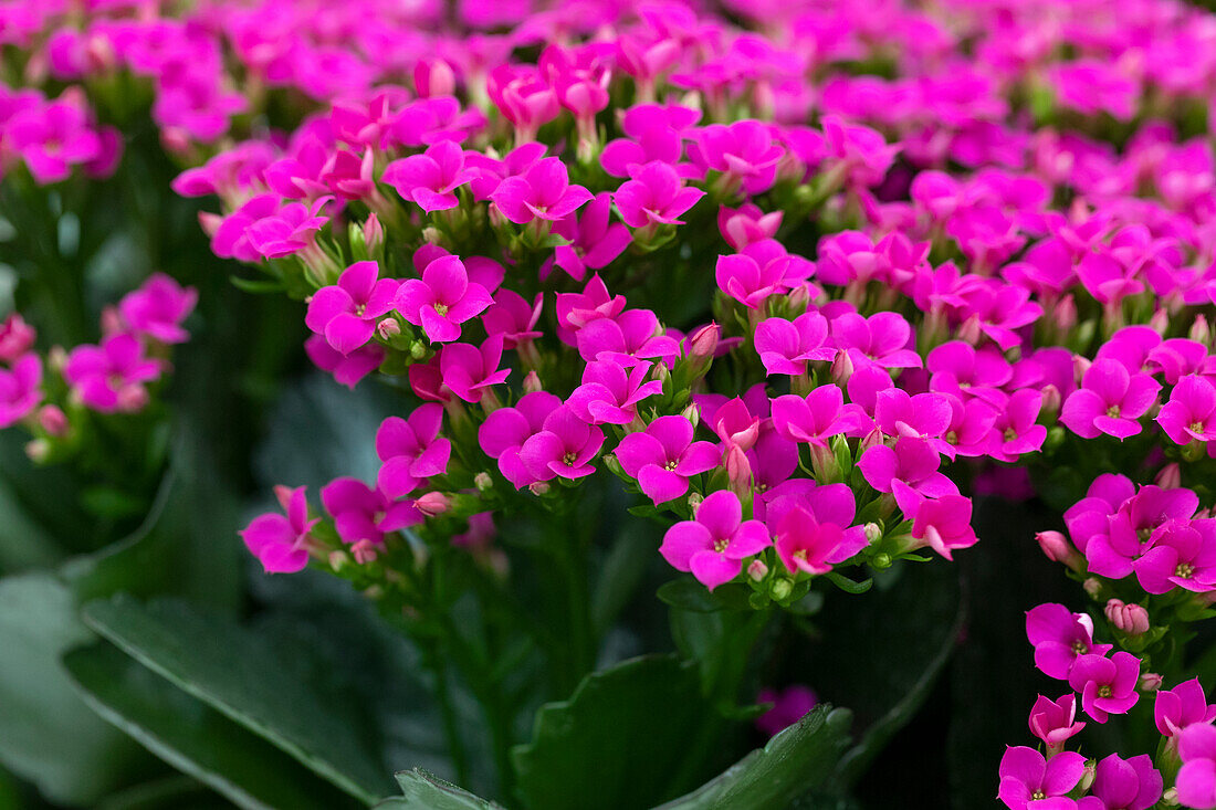 Kalanchoe blossfeldiana 'Calanday® Tomas'.