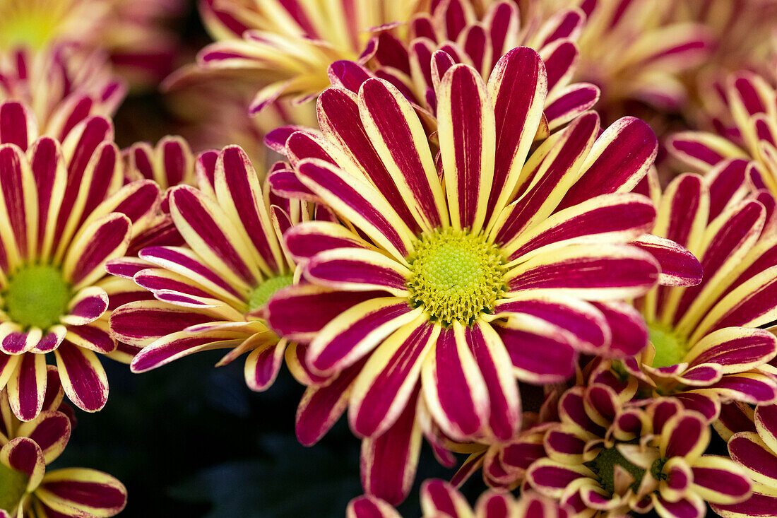 Chrysanthemum indicum Rainbow Circus