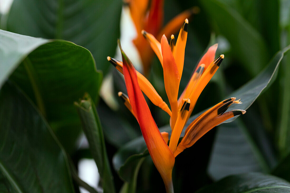 Heliconia psittacorum Parrot Collection