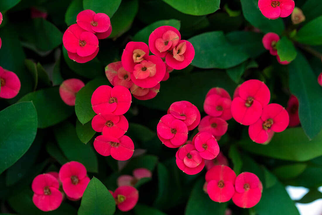 Euphorbia milii 'Eos