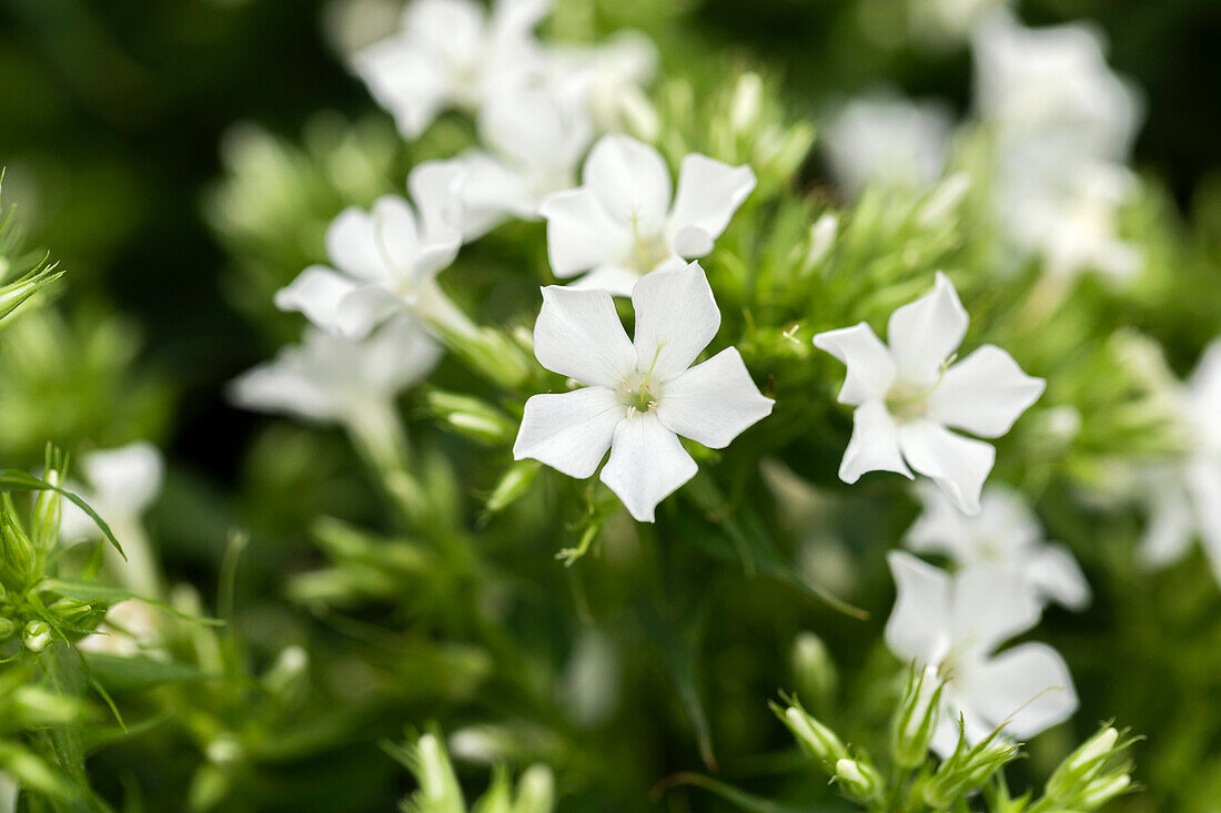 Phlox paniculata 'Early® White'