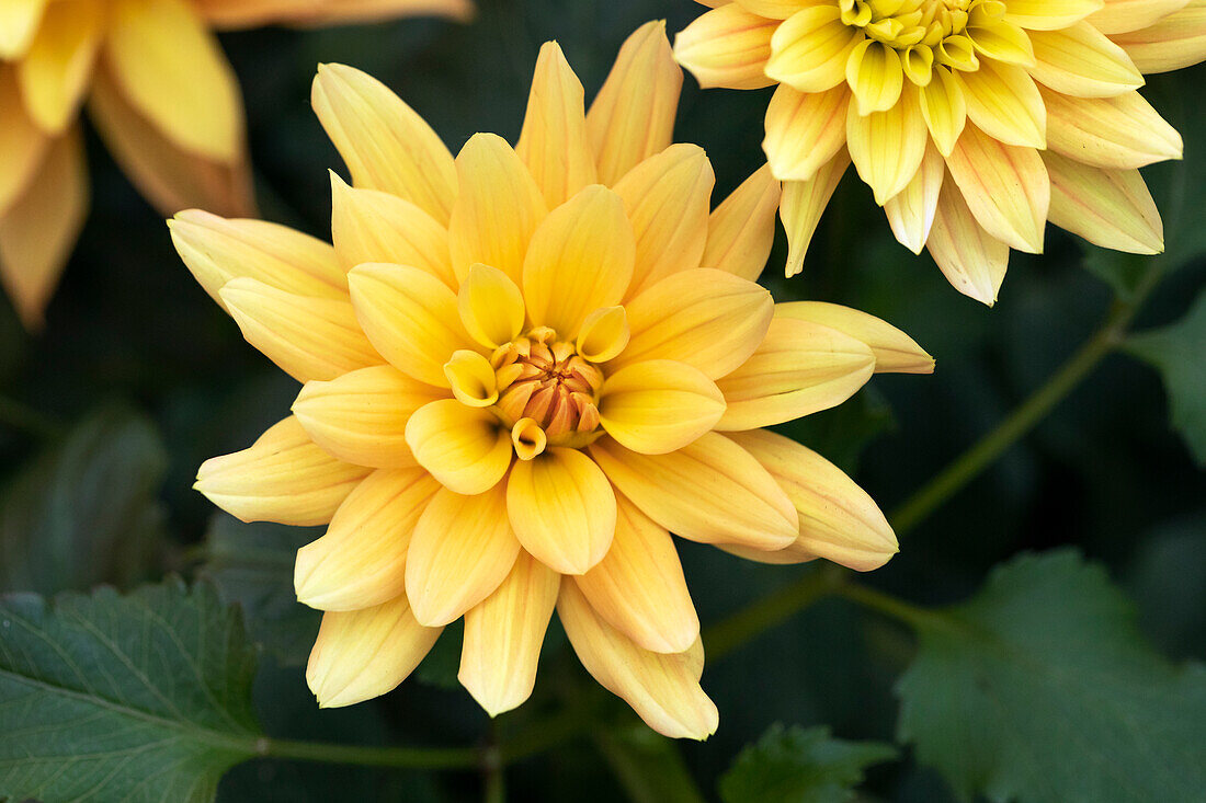 Dahlia 'XXL® Hidalgo'