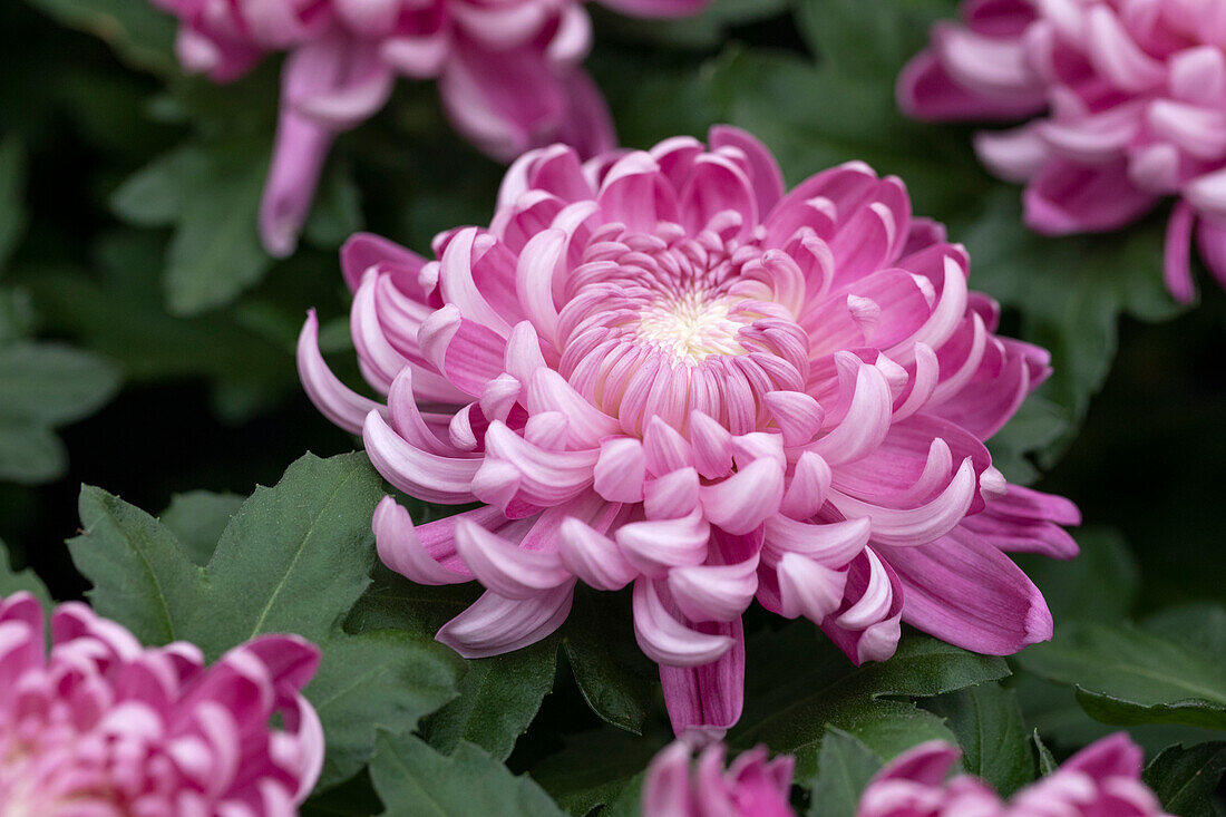 Chrysanthemum indicum 'Cosmo Purple'