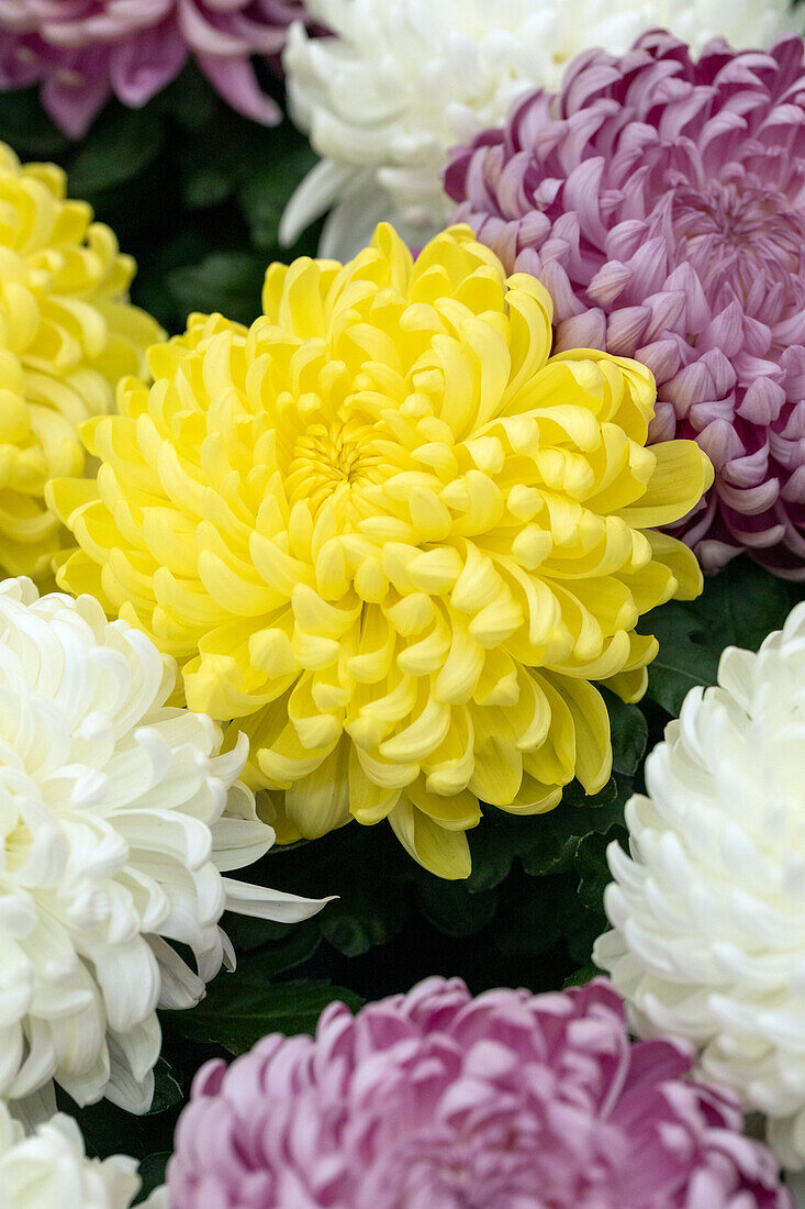 Chrysanthemum indicum 'Cosmo'