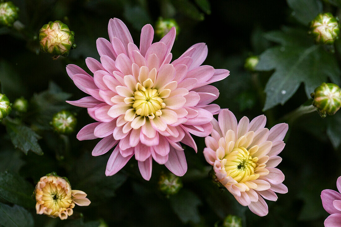 Chrysanthemum 'Mystic Mums'