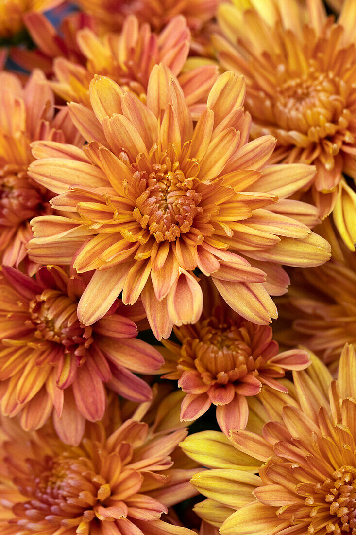 Chrysanthemum Mystic Mums 'Sunbeam Orange'