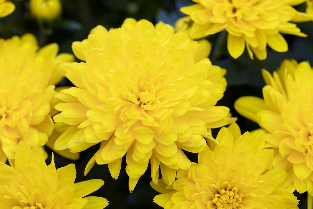 Chrysanthemum Mystic Mums Sunbeam Yellow