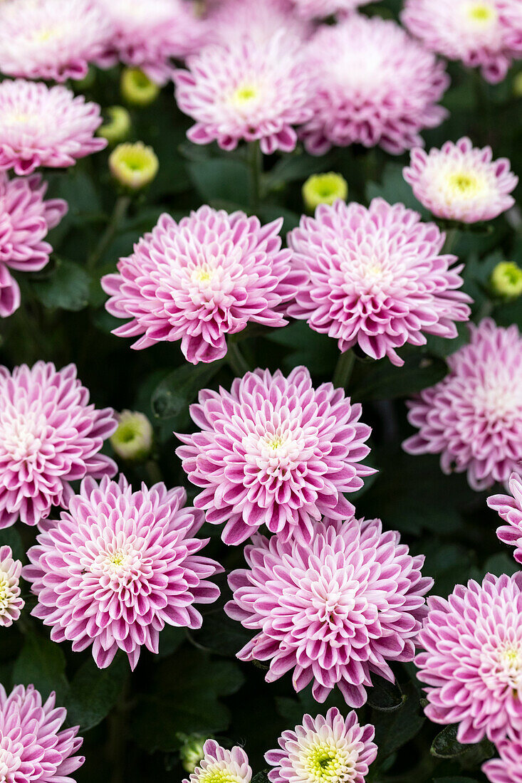 Chrysanthemum Mystic Mums 'Daybreak Dark Pink'.