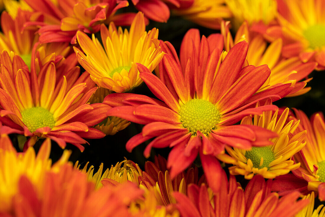 Chrysanthemum indicum Breeze Dark Orange