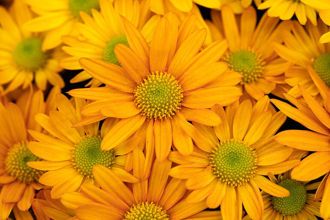 Chrysanthemum indicum 'Breeze Orange'