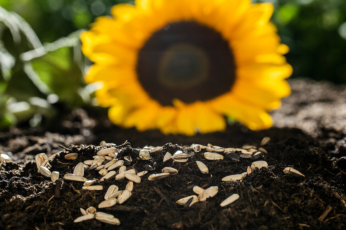 Sonnenblumensamen auf Erde