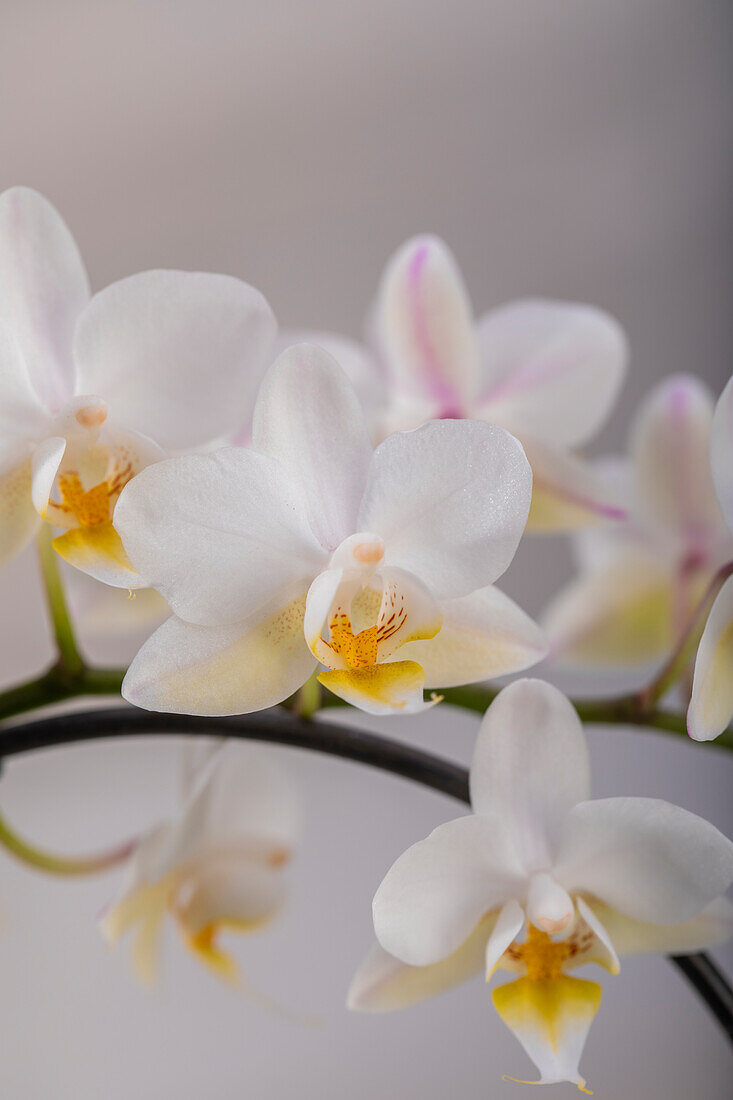 Phalaenopsis multiflora, white