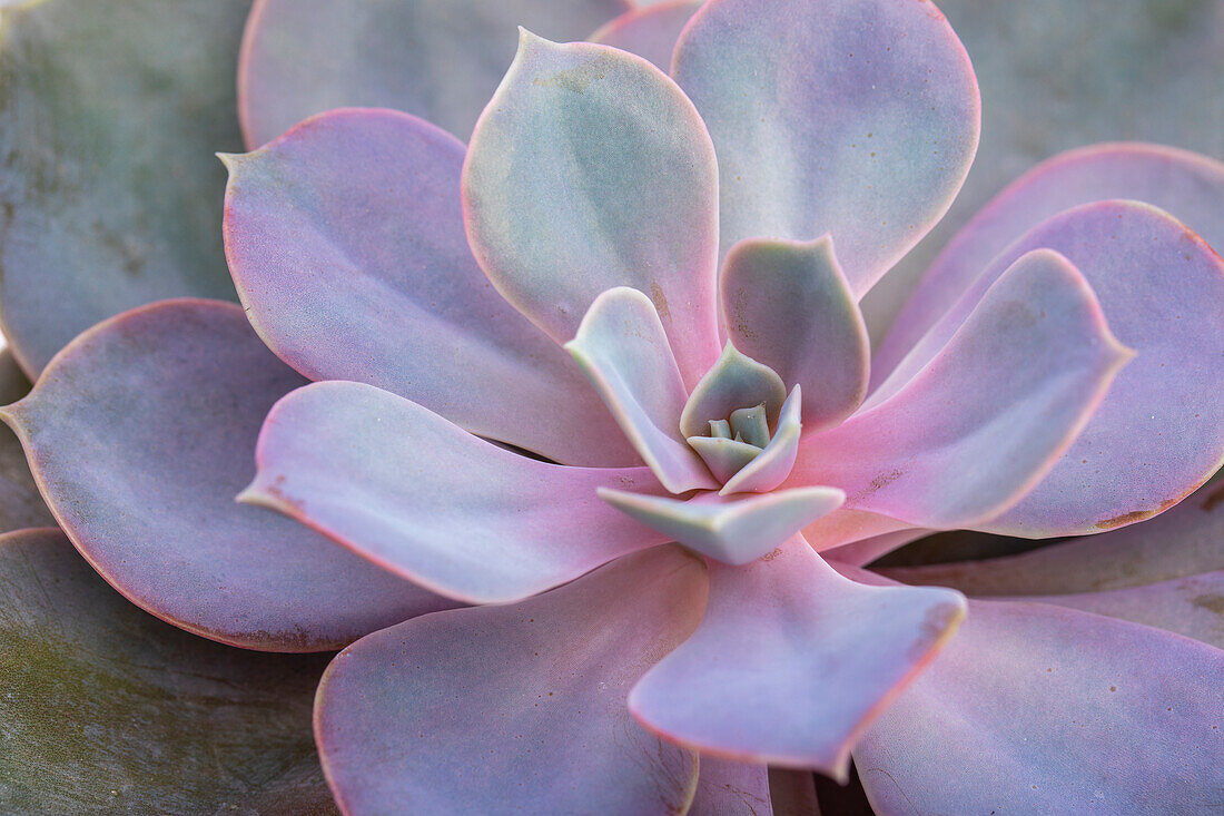 Echeveria 'Purple Pearl'