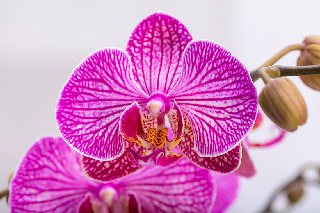 Phalaenopsis 'Andorra'