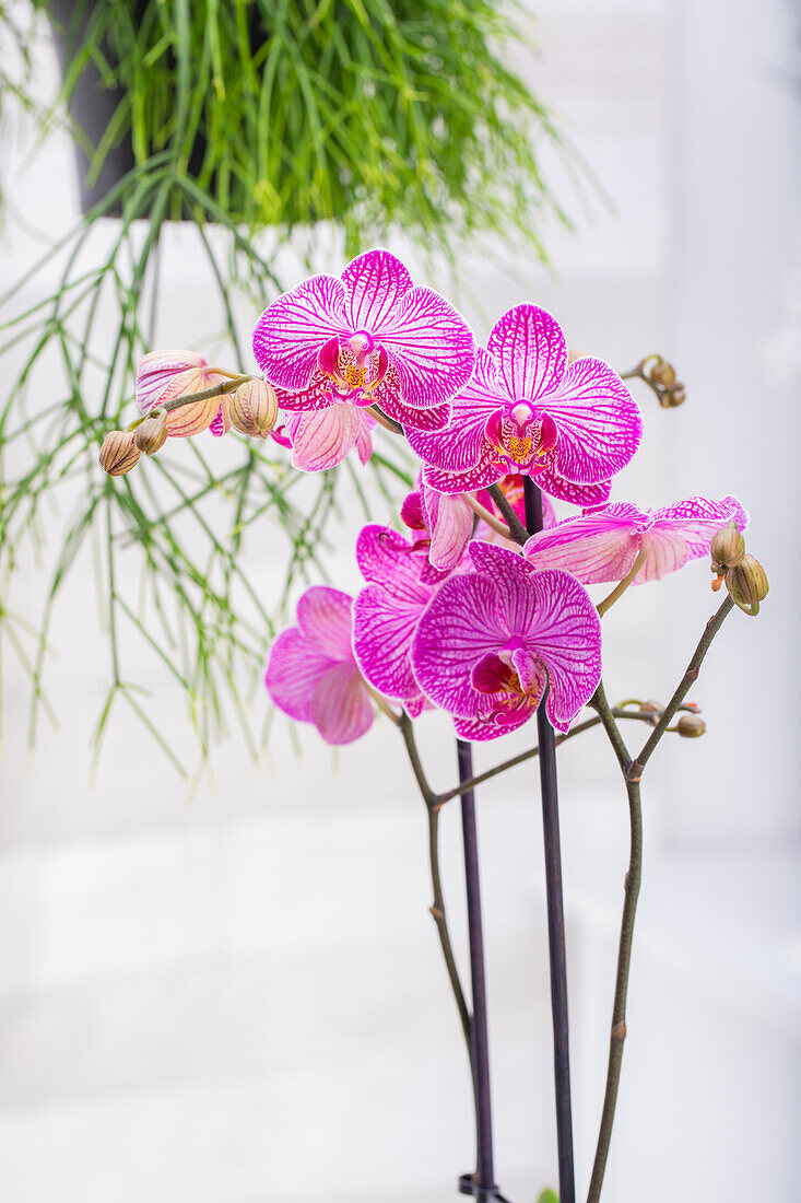 Phalaenopsis 'Andorra'