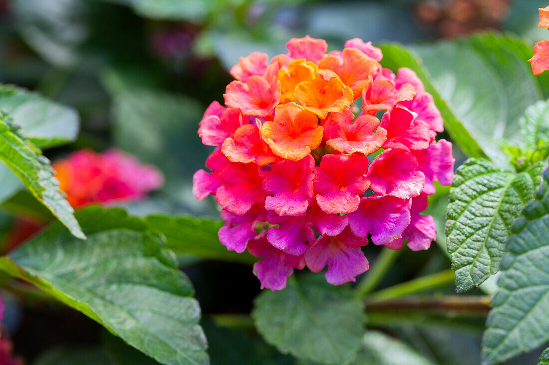 Lantana camara SunFun® 'Sunrise Rose'