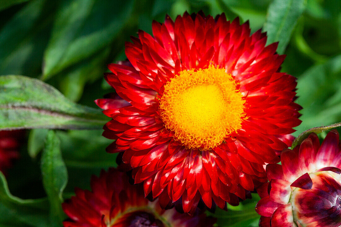 Helichrysum bracteatum 'Mohave® Dark Red'