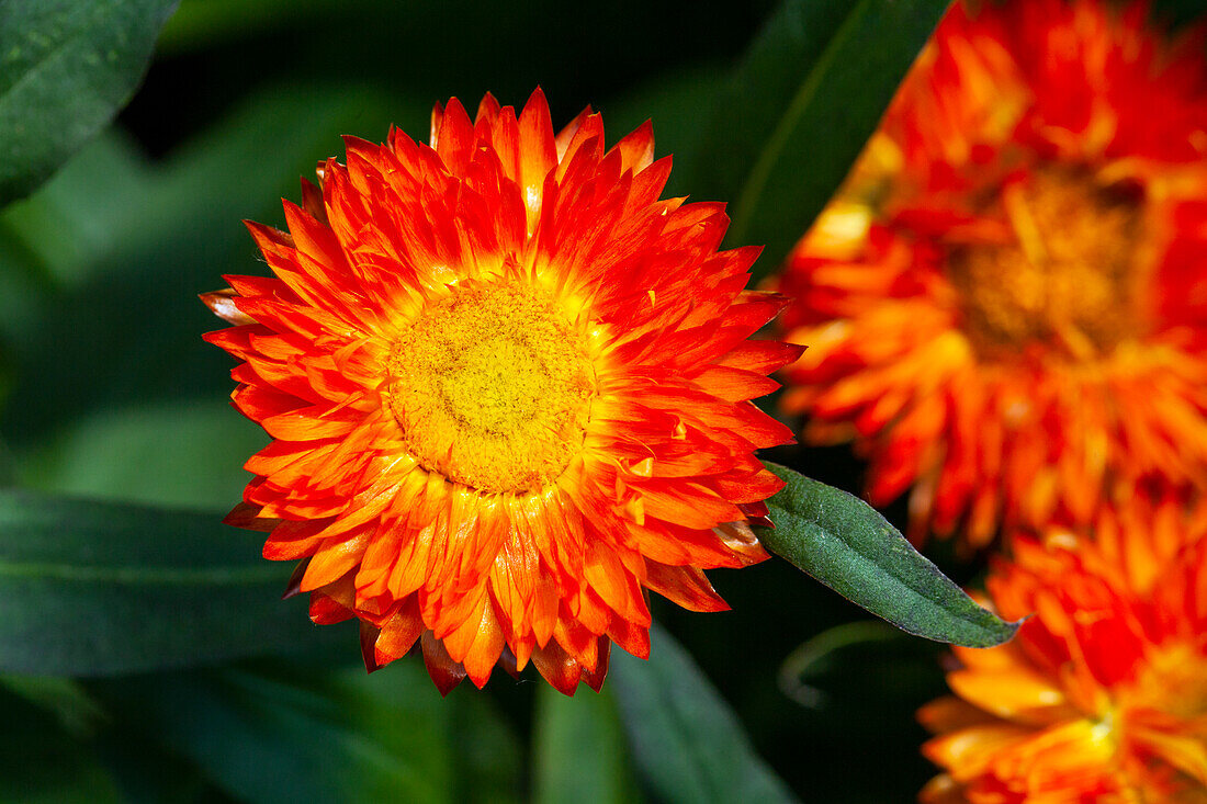 Helichrysum bracteatum Mohave® Orange