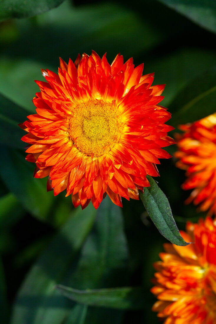 Helichrysum bracteatum Mohave® Orange