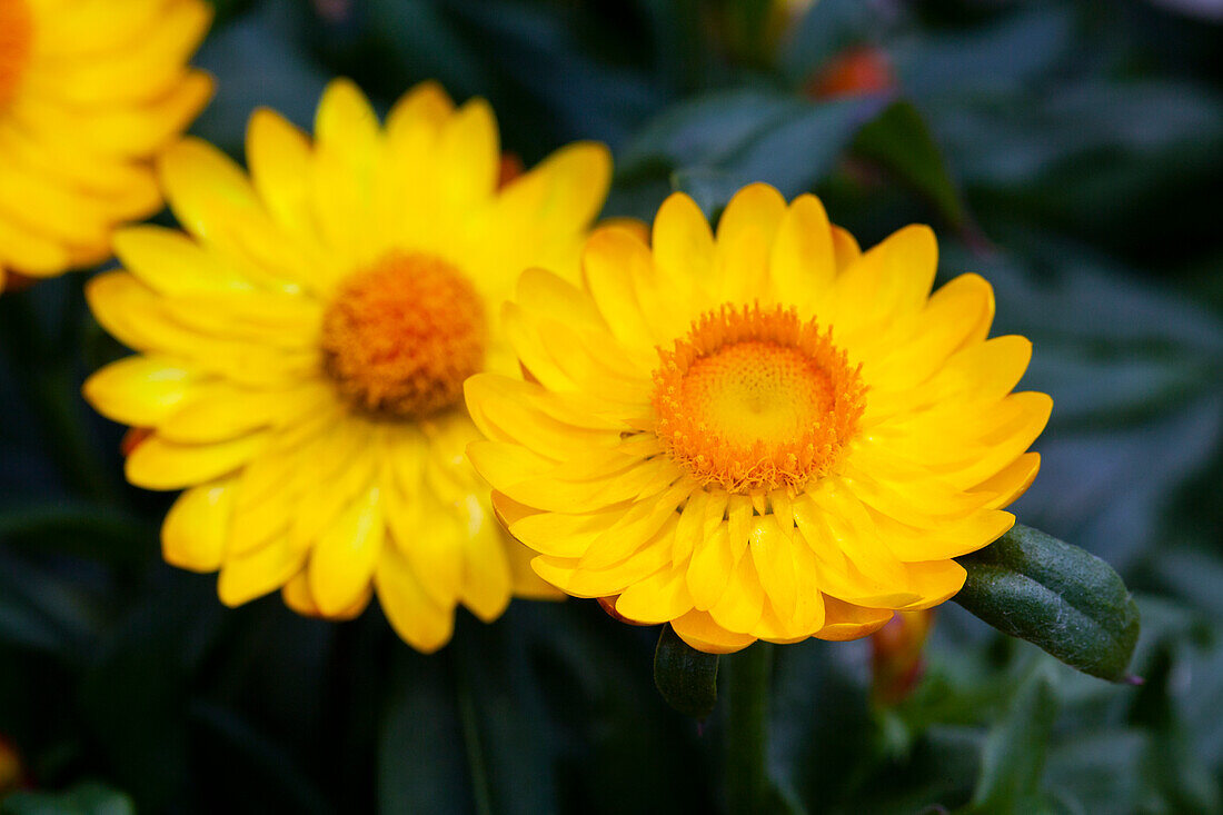 Helichrysum bracteatum 'Mohave® Basket Yellow'