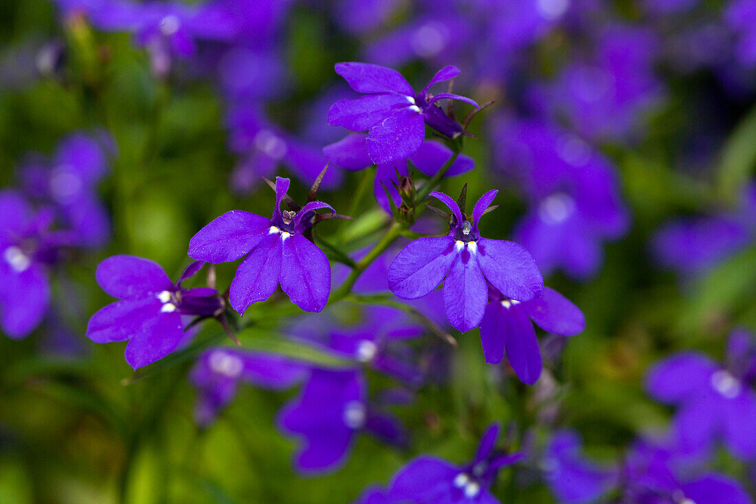 Lobelia erinus 'Curaçao® Basket Dark Blue '12'