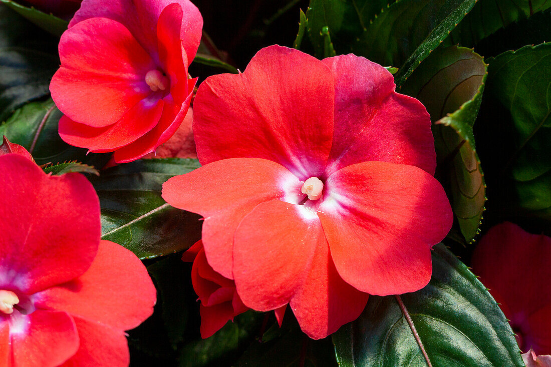 Impatiens neuguinea 'sel® ColorPower® Salmon+Eye'