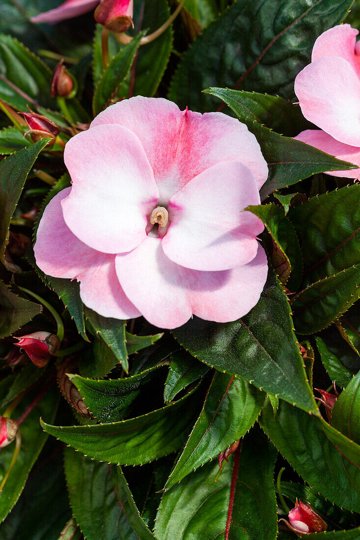 Impatiens new guinea 'sel® ColorPower® White Red Flame