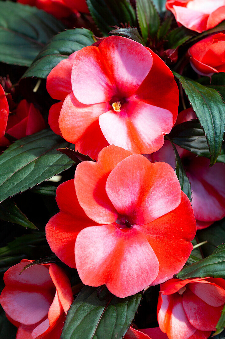 Impatiens new guinea 'sel® ColorPower® Coral Flame'