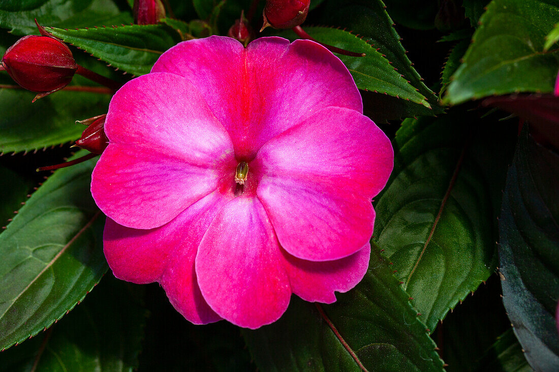 Impatiens neuguinea 'sel® ColorPower® Magenta Frost'