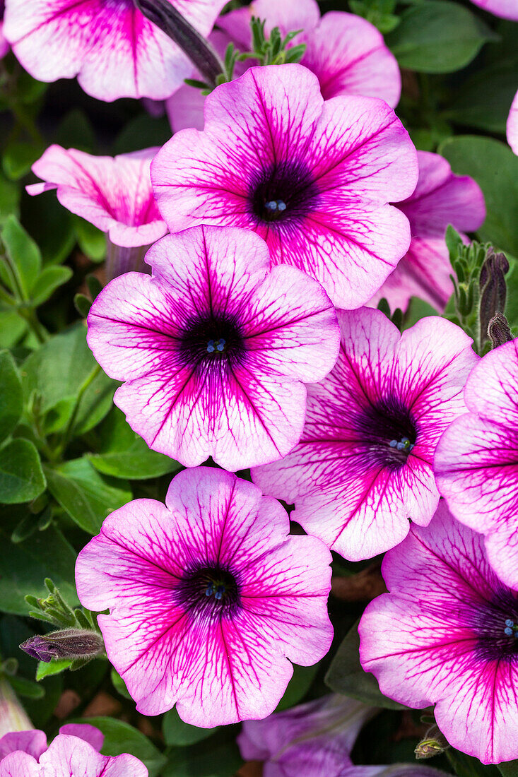 Petunia 'AlpeTunia® Pink Vein' cultivars