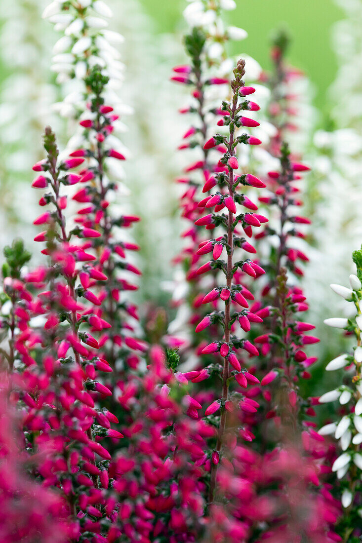 Calluna vulgaris 'Beauty Ladies'® Trio