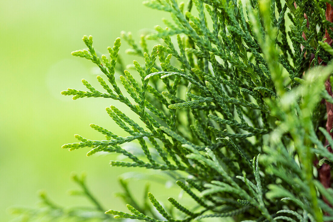 Thuja occidentalis 'Emerald'