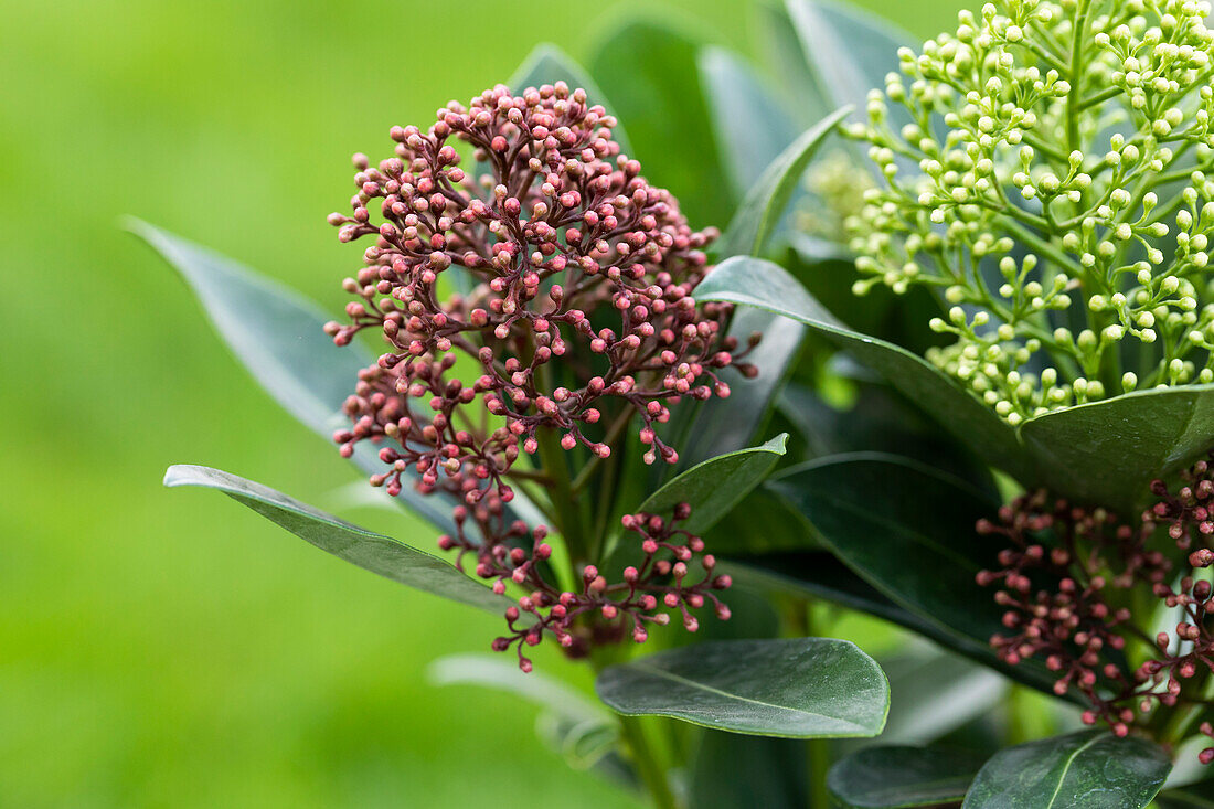 Skimmia japonica