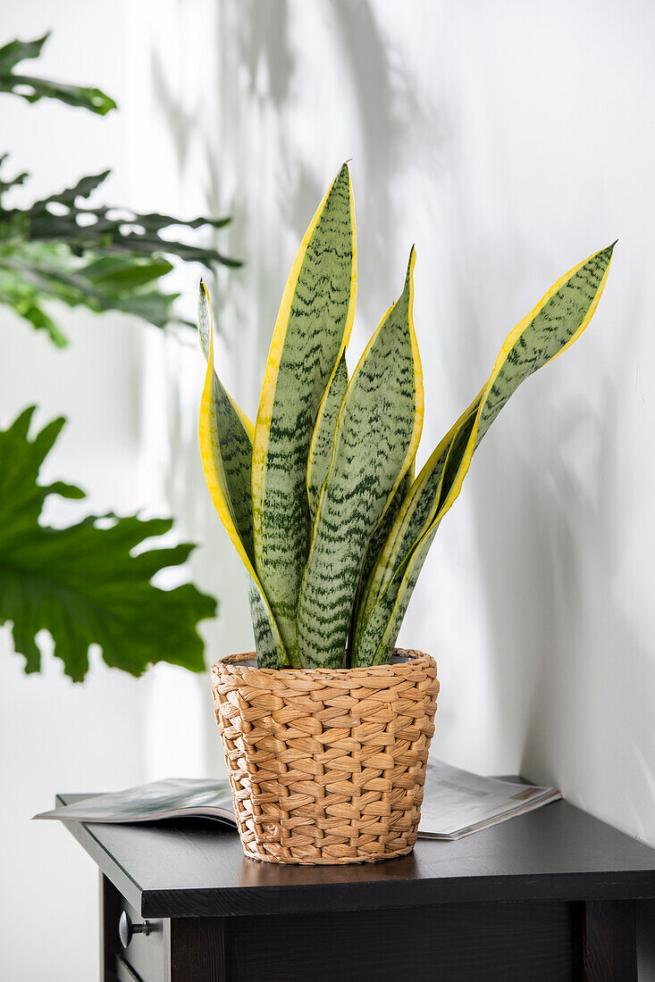 Sansevieria trifasciata